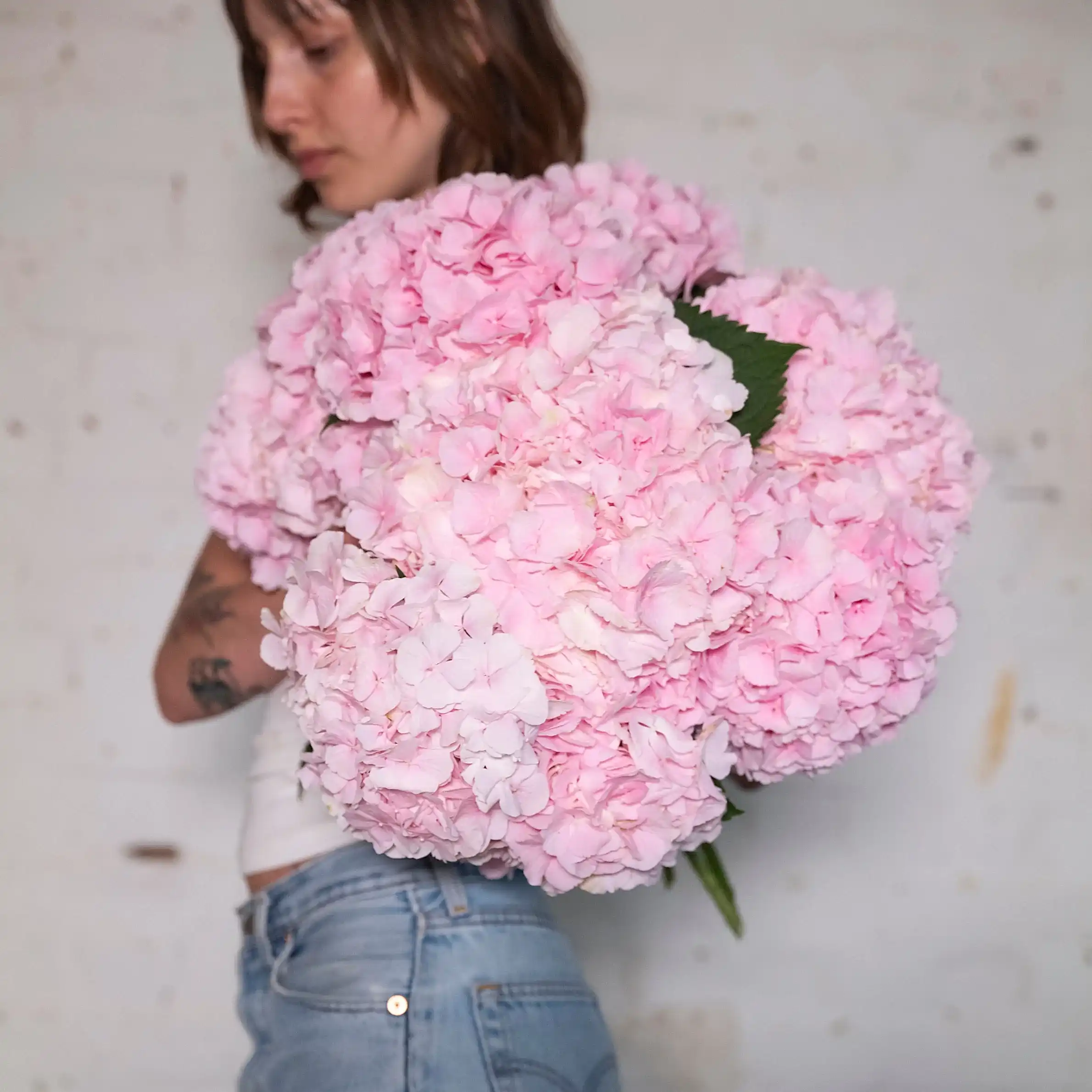Pale Pink Hydrangeas - Single Variety Bouquet - Wild at Heart - Wild at Heart
