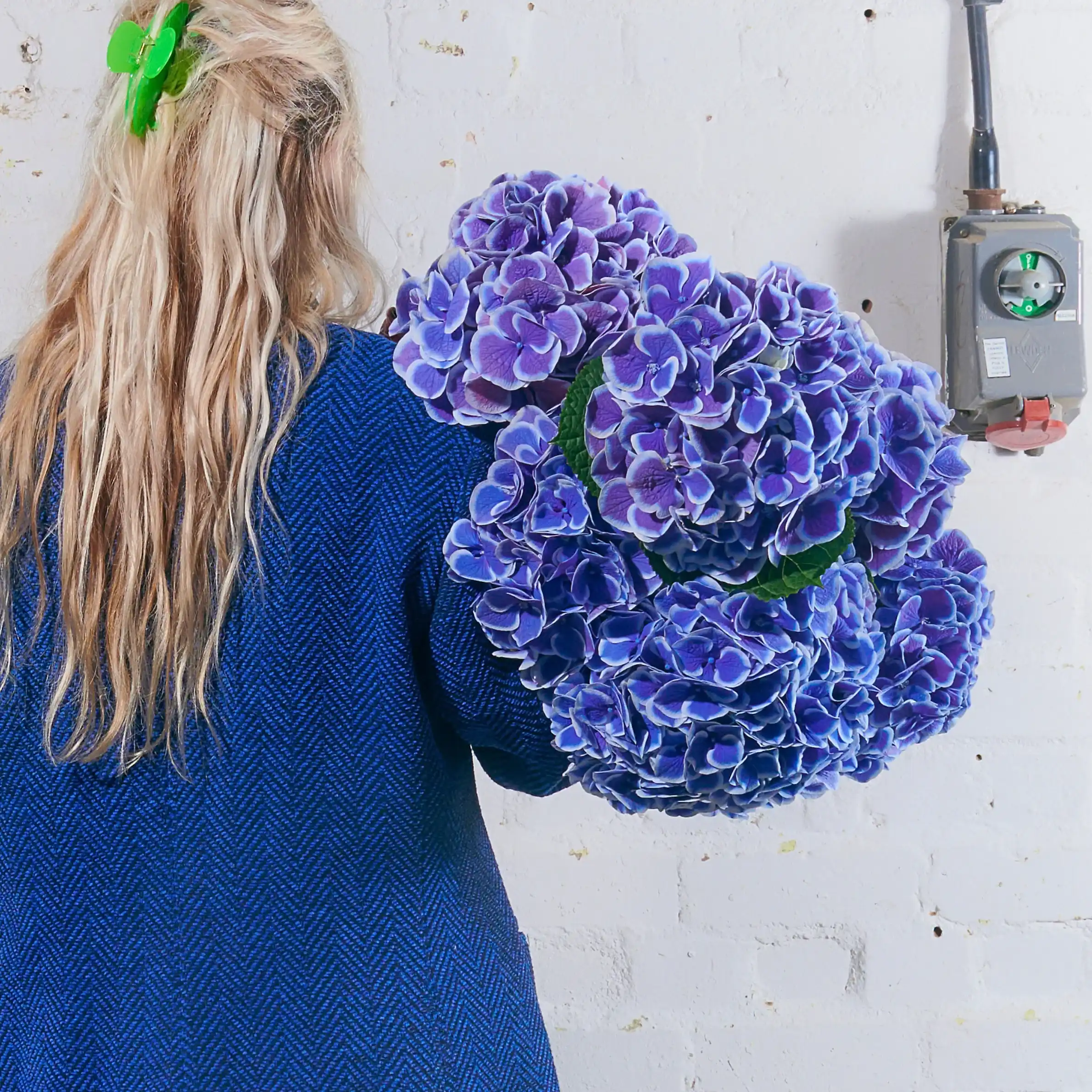 Royal Blue Hydrangeas - Single Variety Bouquet - Wild at Heart - Wild at Heart