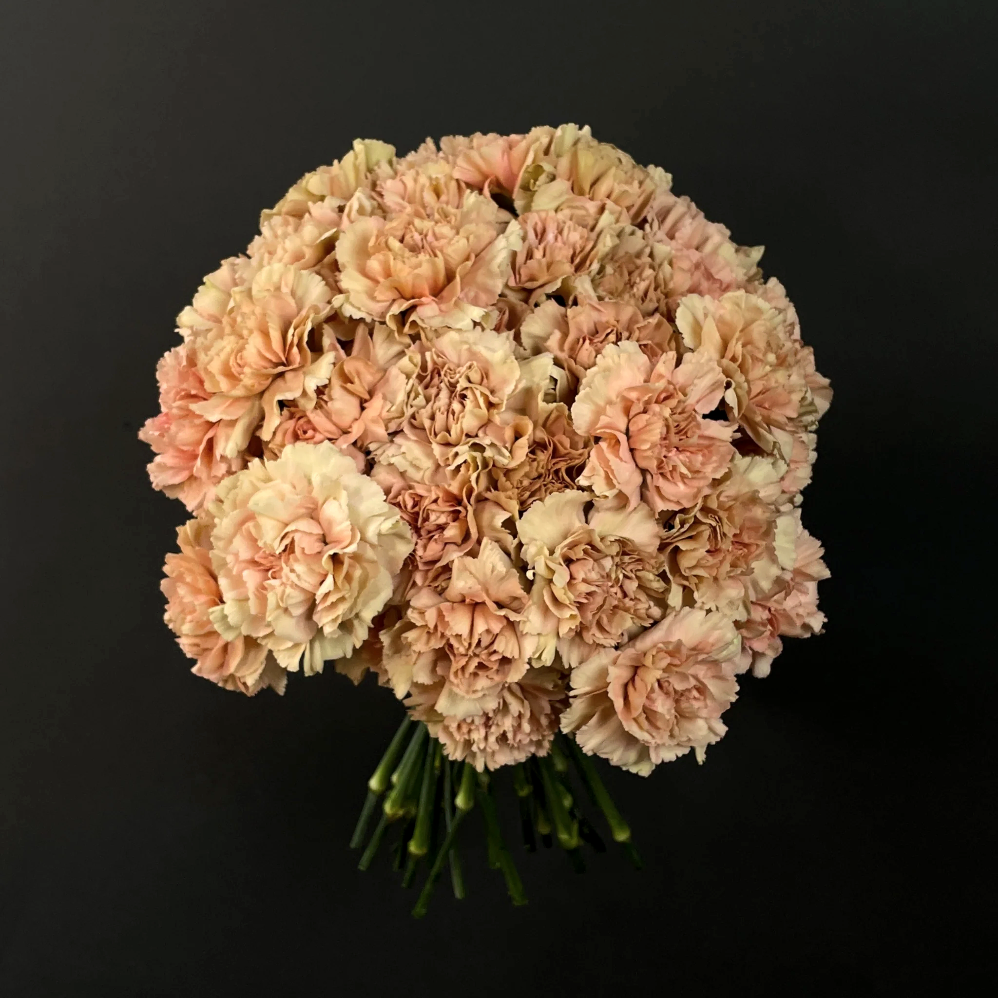 Peach Carnations - Single Variety Bouquet - Wild at Heart - Wild at Heart